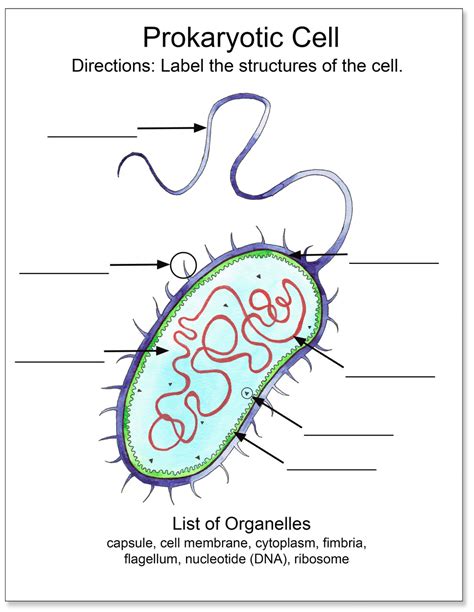 Prokaryotic Cell Diagram Worksheet