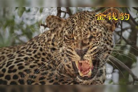 盘点10种大型猫科动物的真实声音，老虎比狮子更霸气，猞猁最弱狮子老虎声音