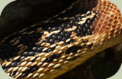 Identify Snakes: A How-to Guide