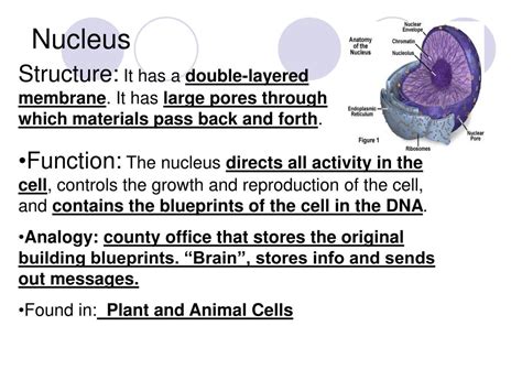 Nucleus Function