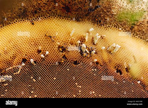 Giant Honey Bee Stock Photo - Alamy