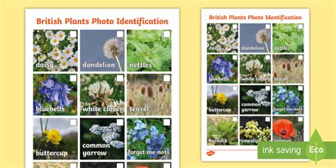 Ks2 British Plants Photo Sheet Identifying Plants Twinkl