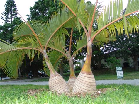 Bottle Palm Hyophorbe Lagenicaulis