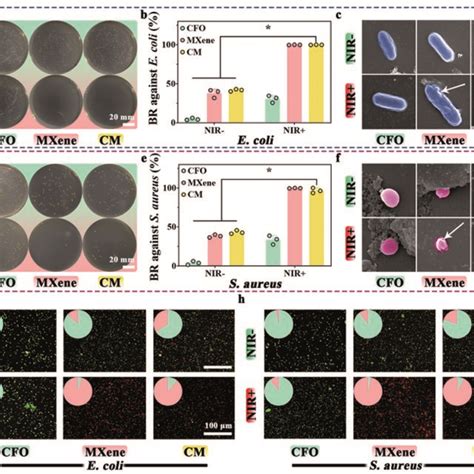 Antibacterial Capability Tests Spread Plates Of E Coli A Treated