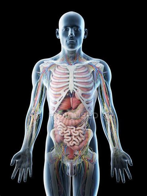 Male upper body anatomy and internal organs, computer illustration ...