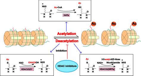 Reversible Regulation Of Protein Acetylation Hats Acetylate Lysine In