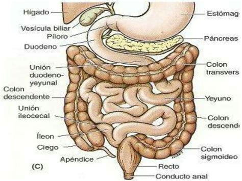 Pin de Rafa Arias Garcia en Patología General y Médica Cuerpo humano