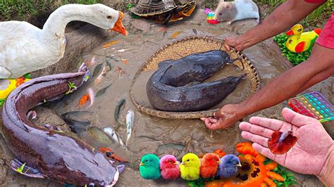 Tangkap Ikan Cupang Warna Warni Ikan Lele Ikan Hias Ikan Koi Ikan