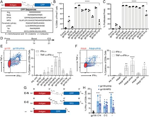 Cell Penetrating Peptides Enhance Peptide Vaccine Accumulation And