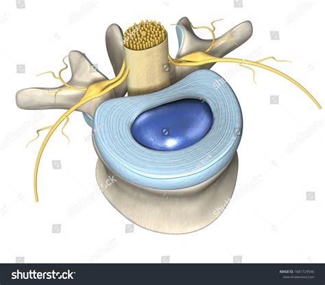 3d Illustration Showing Lumbar Vertebra Intervertebral Stock