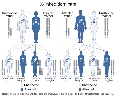 Difference Between X Linked Dominant And X Linked Recessive Compare The Difference Between