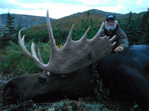 Moose Hunting Bc Moose Hunting Guide And Outfitters Bc