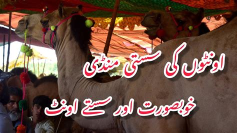 Oont Camel Aadhi Sargal Mandi Pakistani Camel Maveshi Mandi