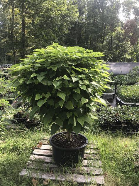 Catalpa Bignonioides Nana Dwarf Southern Catalpa In 2021 Types Of