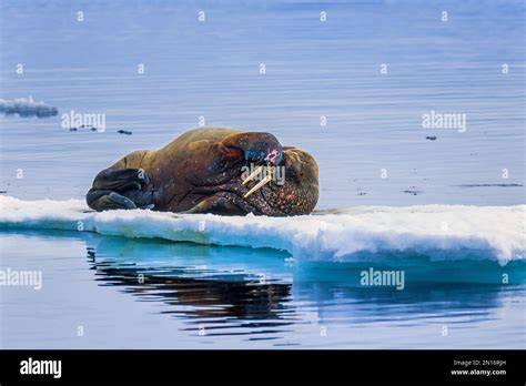 Walrus svalbard habitat arctic hi-res stock photography and images - Alamy