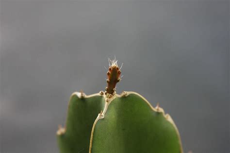 Hylocereus Undatus Grafting Stock Booster Speed Cactus Grafted Cacti 20