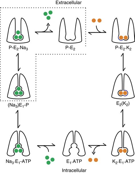 Sodium Potassium Pump Cycle