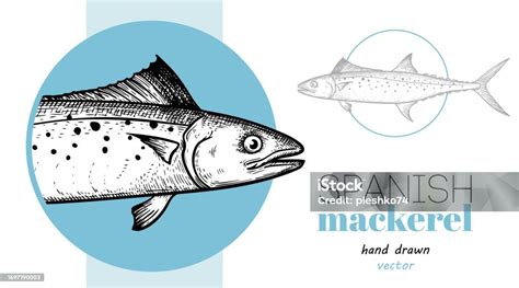 Hand Drawn Sketch Style Spanish Mackerel Design Template Fish