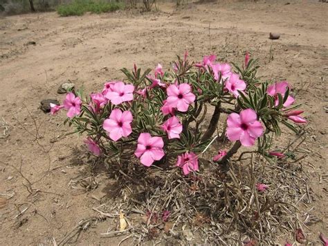 Adenium swazicum | Adenium, Unique trees, Plants