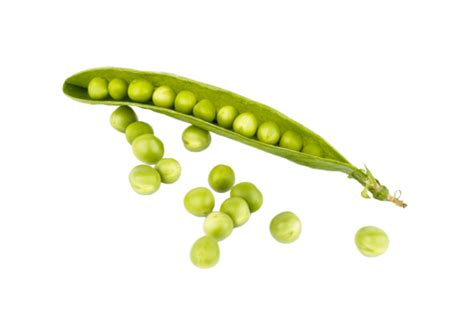 Fresh Green Pea Organic Pod Isolated Vegetable Png Transparent Image