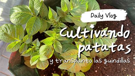 Cultivar GUINDILLAS En MACETAS Y PATATAS En SACOS Mi Huerto En