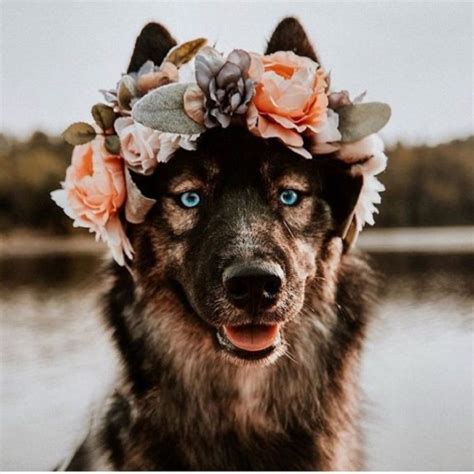 College Professor makes awesome flower crowns for animals