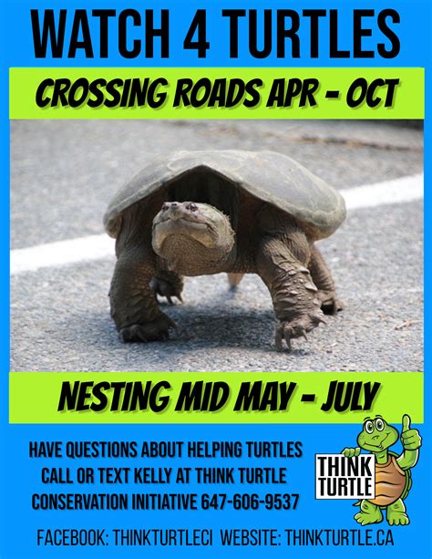 Turtles Crossing Roads Think Turtle Conservation Initiative