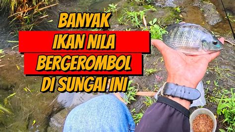 MENEMUKAN SPOT MANCING IKAN NILA DI SUNGAI PAKAI UMPAN LUMUT YouTube