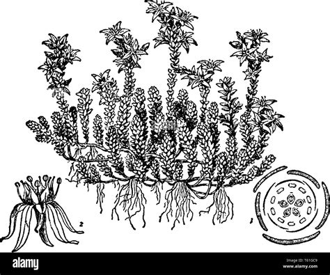 Creeping Sedum Stock Vector Images Alamy