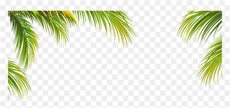 Palm Tree Page Border