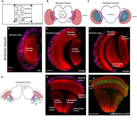 Dissection Immunohistochemistry And Mounting Of Larval And Adult