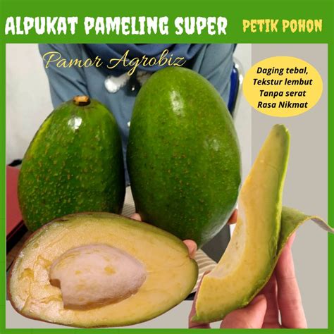 Jual Buah Segar Alpukat Jumbo Pameling Super 5 Kg Petik Pohon