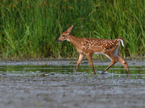 8 Myths About White-Tailed Deer Fawns - Realtree Store