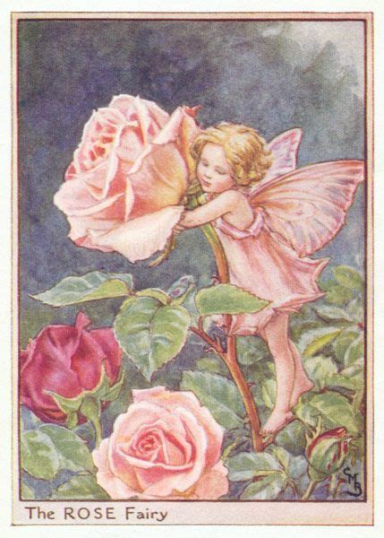 1923 The Fairies Of The Summer The Rose Fairy Cicely Mary Barker Artofit