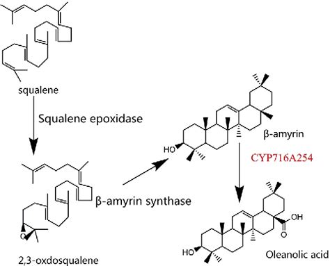 Figure From Cytochrome P Cyp A Catalyzes The Formation Of