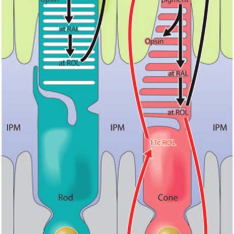 PDF Signaling By Rod And Cone Photoreceptors Opsin Properties G