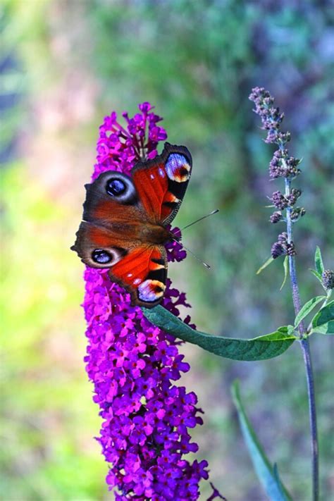 De Beste Inheemse Vaste Planten De Natuur Van Hier