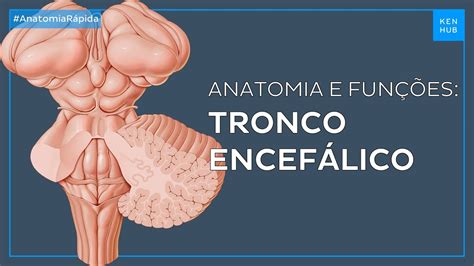 Tronco Encefálico Anatomia E Funções Neuroanatomia Fácil Kenhub
