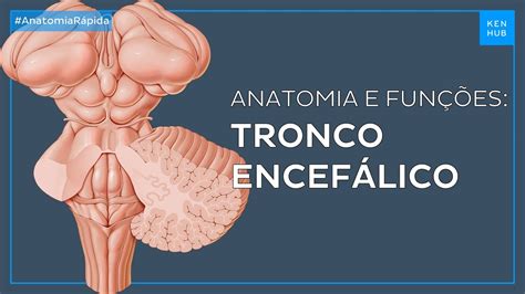 Tronco encefálico Anatomia e funções Neuroanatomia Fácil Kenhub