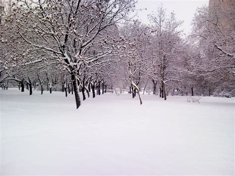 January Winter On Trees - [2560 x 1920]