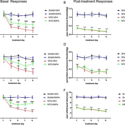 Autophagy Activation Attenuated Ntg Induced Basal Not Acute