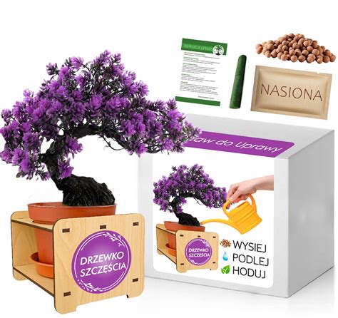 Zestaw Do Uprawy Bonsai Paulownia Cesarska Drzewko Palowania Cena