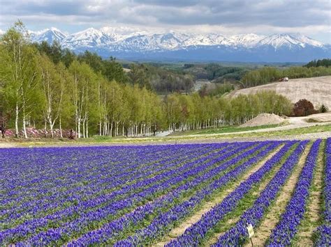 北海道でネモフィラの花が咲く丘美瑛の青空に映える展望花畑 四季彩の丘 and trip たびびと