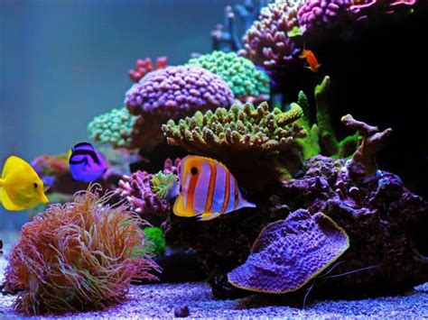 How To Put Coral Frags On Live Rock In A Reef Tank