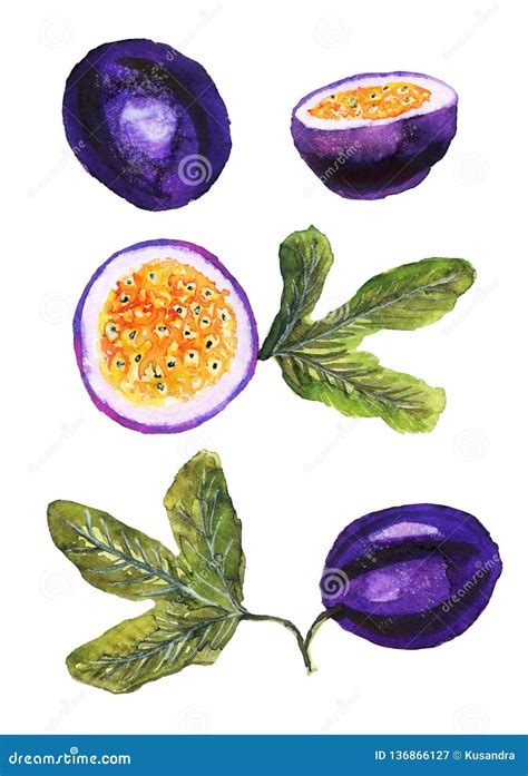 Hand Drawn Passion Fruit Set Stock Illustration Illustration Of