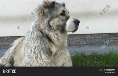 Alabai Breed Turkmen Leader Recognizes Dog Breed With State Holiday