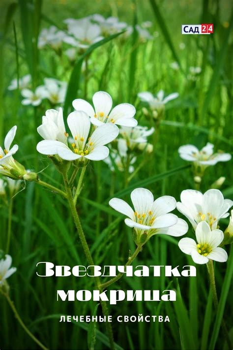 Трава мокрица - лечебные свойства и противопоказания, фото, правильная ...