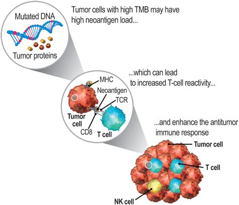 Tumor Mutational Burden Standardization Initiatives Recommendations