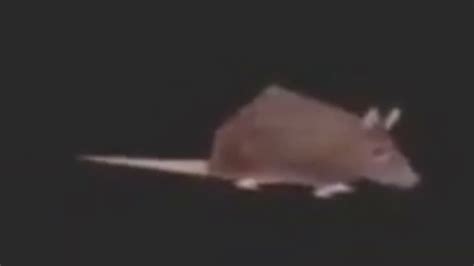 Little Dark Age Horizontally Spinning Rat Youtube