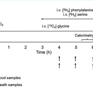 Schematic Diagram Of The Stable Isotope Infusion Protocol For The